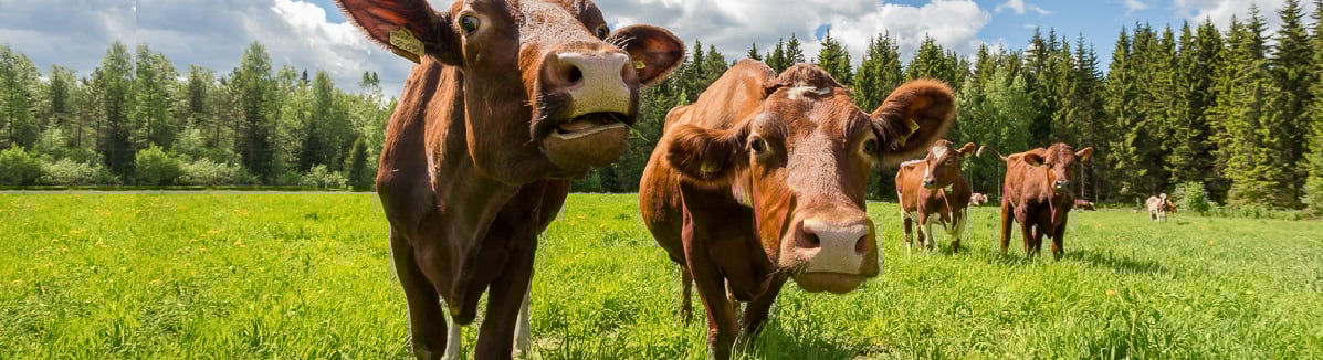 Lehmiä laitumella kesällä