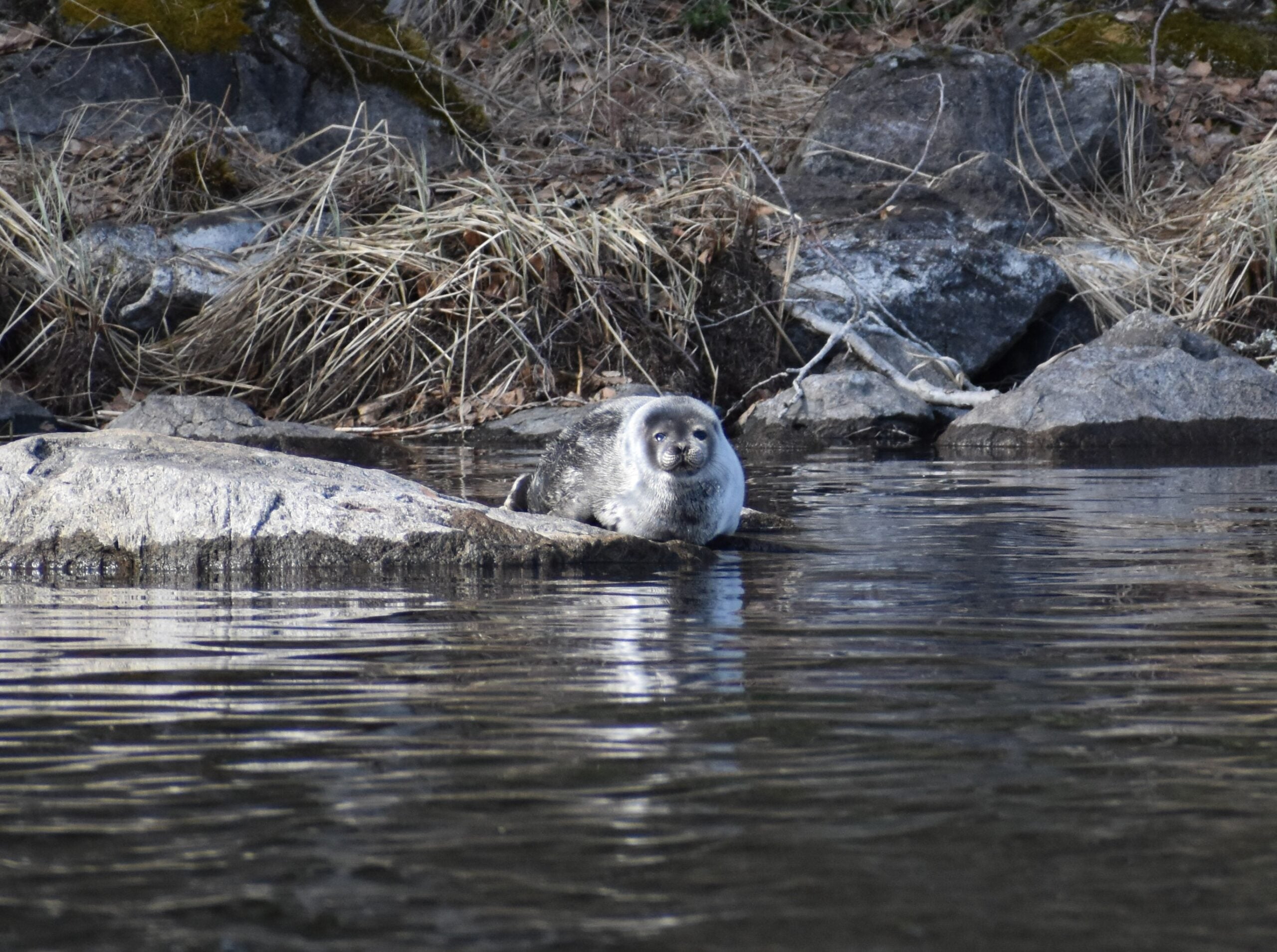 Saimaannorppa – Salaperäinen sukeltelija Saimaan syvyyksissä